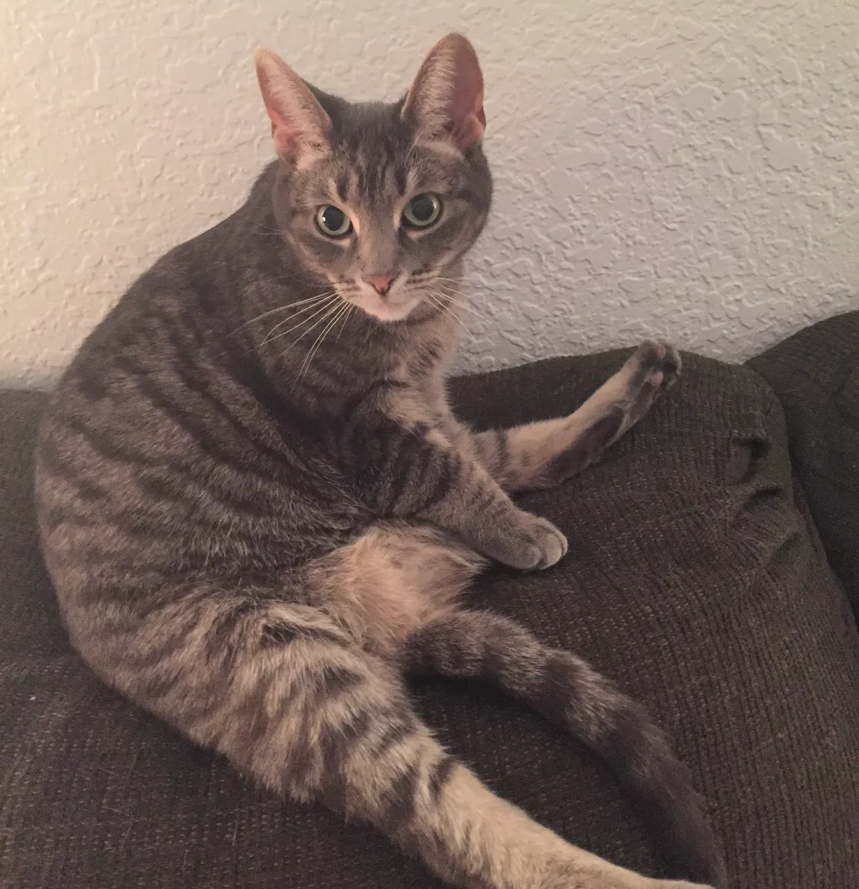 Lost cat in Canton, MI, 48188