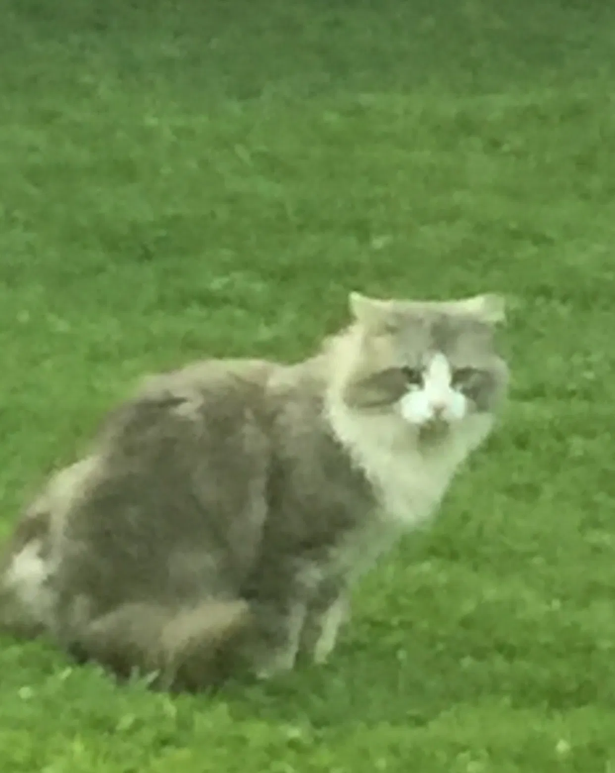 Lost cat in Huntington, WV, 25701