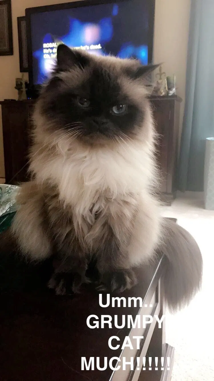 Lost cat in San Antonio, TX, 78260