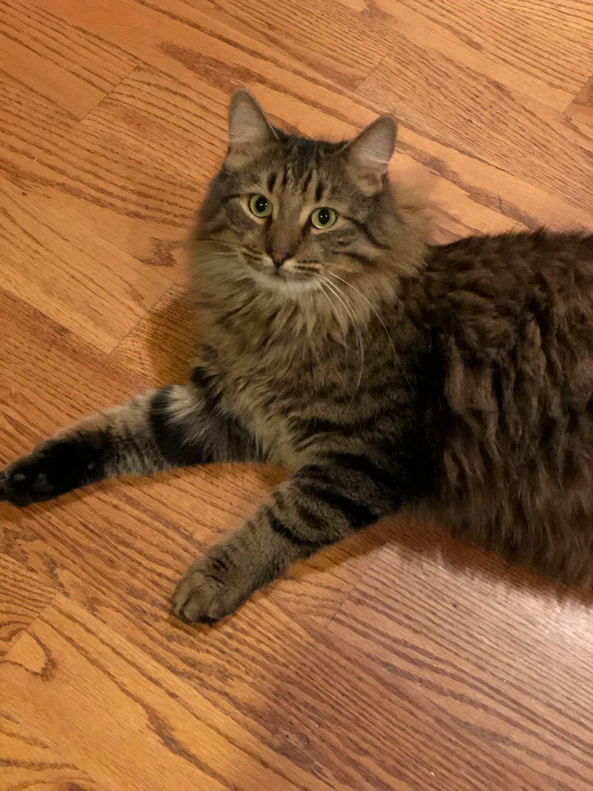 Lost cat in Penfield, NY, 14526