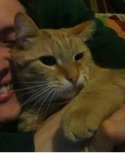 Lost cat in Whitmore Lake, MI, 48189