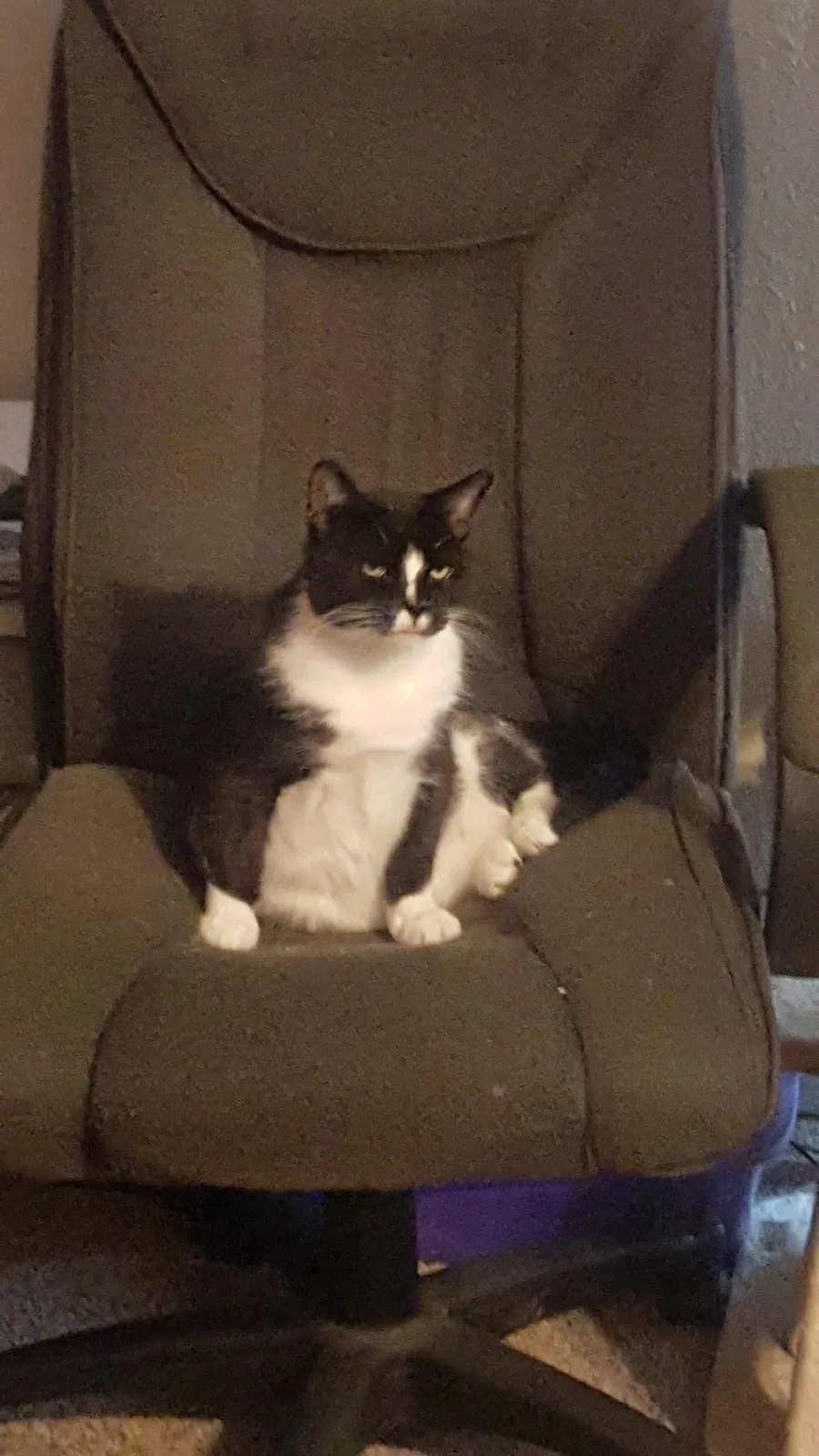 Lost cat in Fairfield, OH, 45014