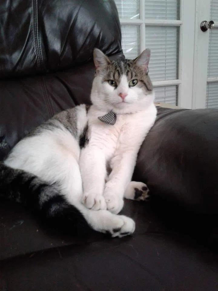 Lost cat in Ogden, UT, 84403