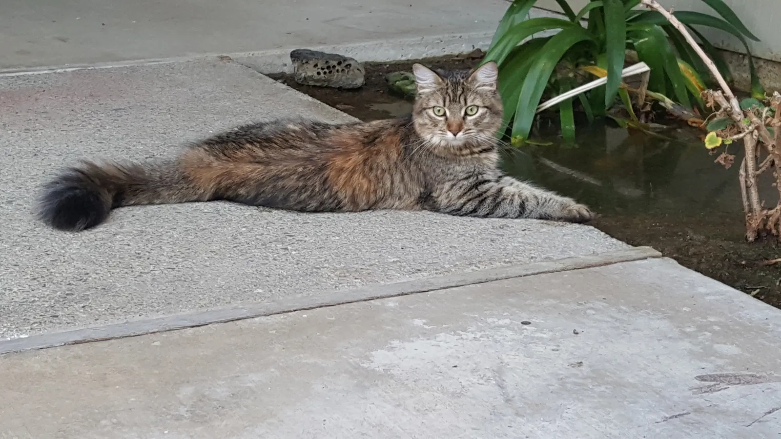 Lost cat in Bakersfield, CA, 93312