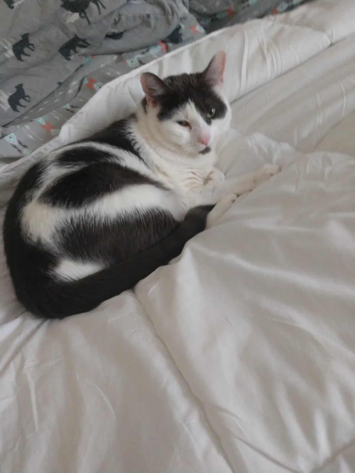 Lost cat in Rochester, NY, 14612