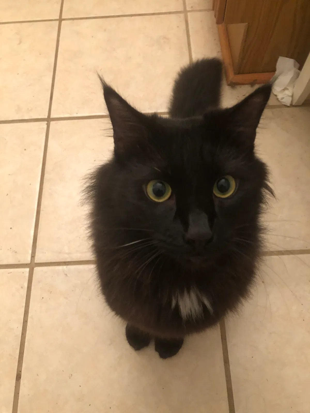 Lost cat in Bunnell, FL, 32110