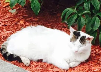 Lost cat in Brooklyn, NY, 11229