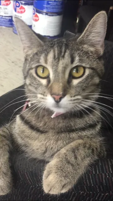 Lost cat in Muscle Shoals, AL, 35661