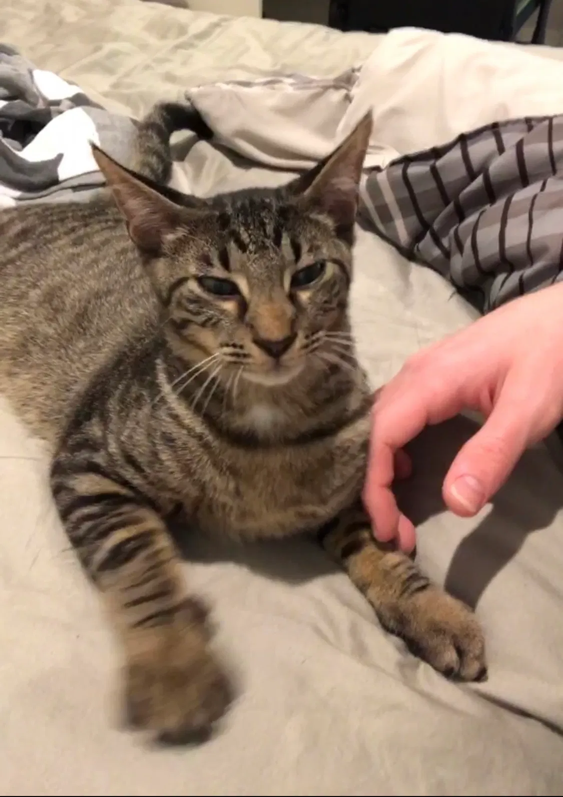 Lost cat in Houston, TX, 77024