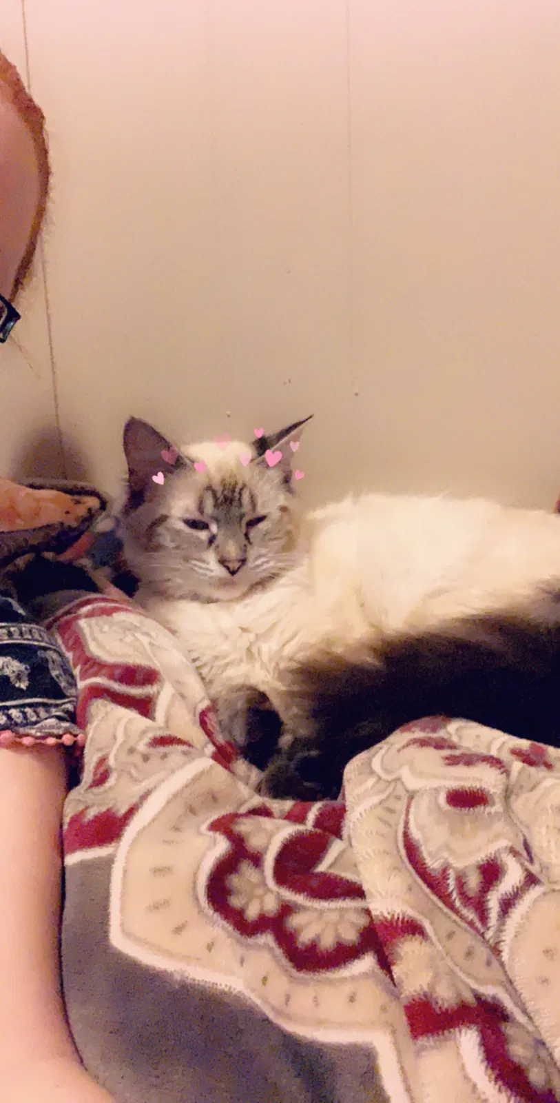 Lost cat in Independence, MO, 64055