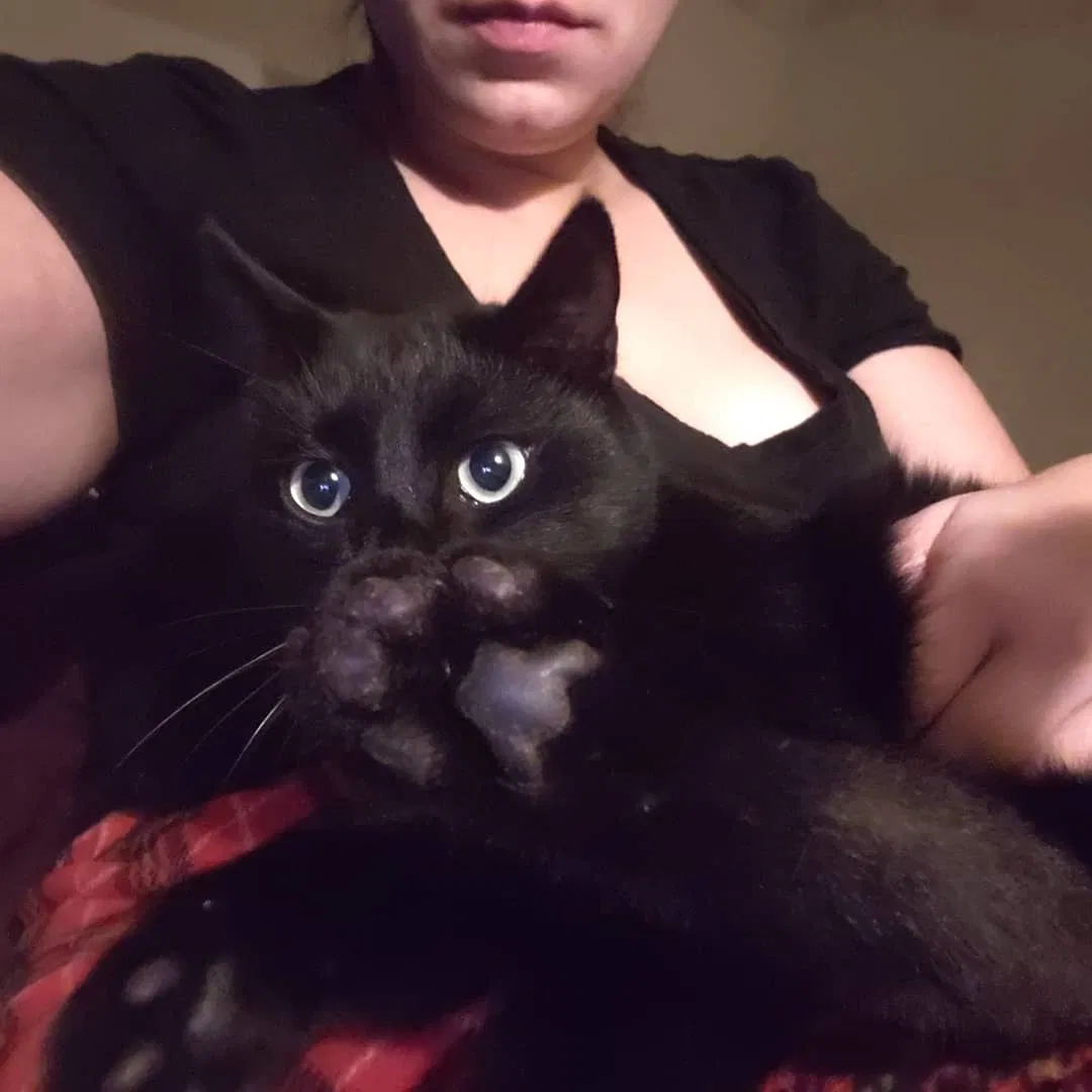 Lost cat in Fresno, CA, 93711