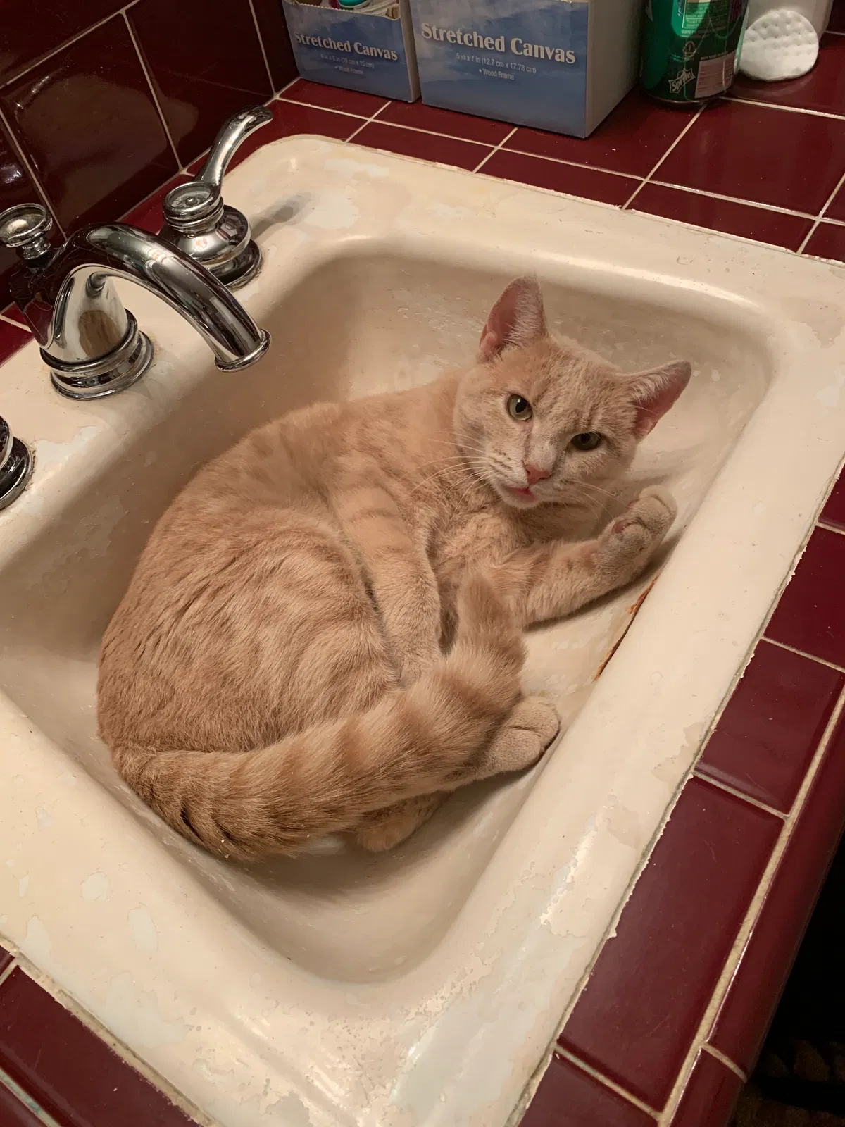 Lost cat in Charleston, WV, 25311