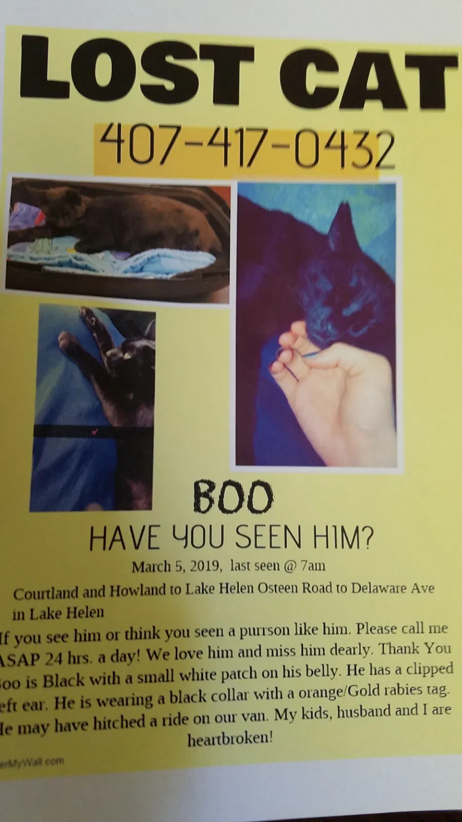 Lost cat in Deltona, FL, 32738