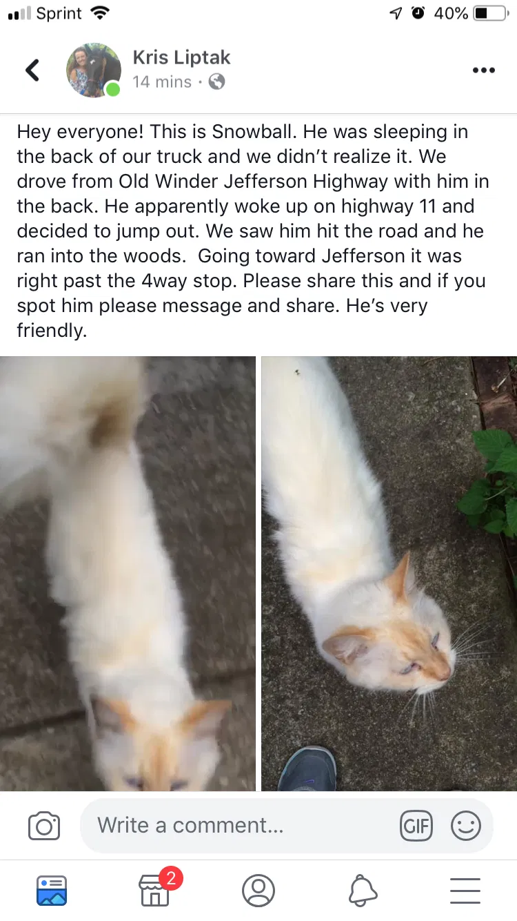 Lost cat in Jefferson, GA, 30549