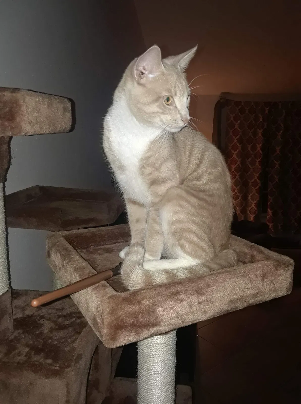Lost cat in Port Saint Lucie, FL, 34953