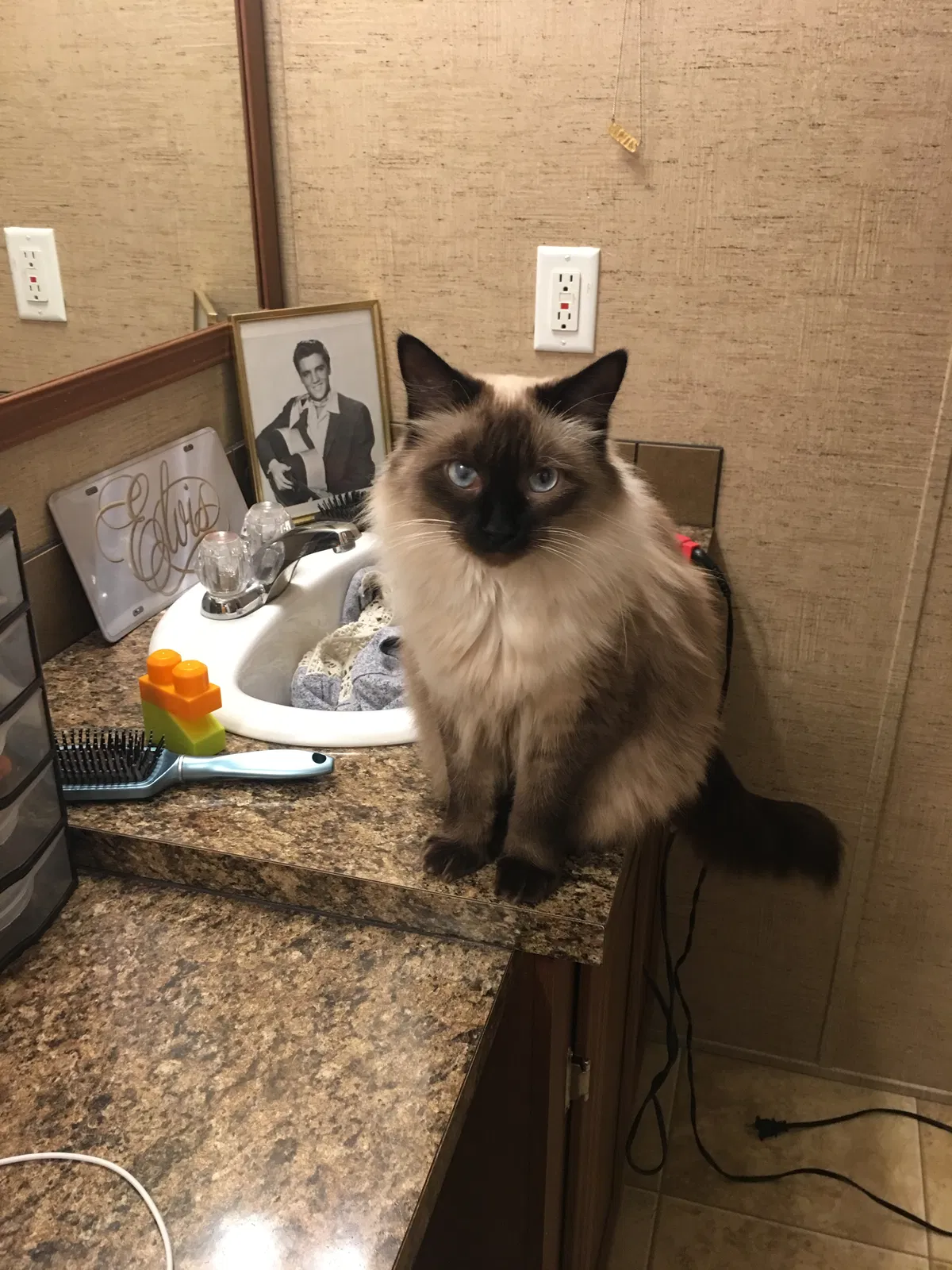 Lost cat in Killeen, TX, 76543