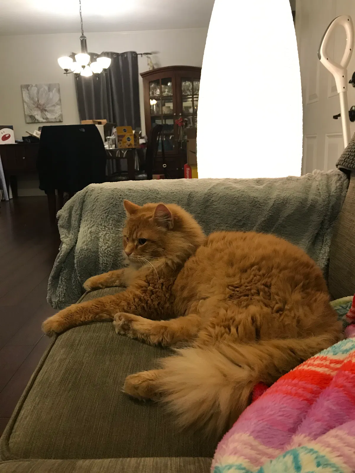 Lost cat in Evansville, IN, 47715