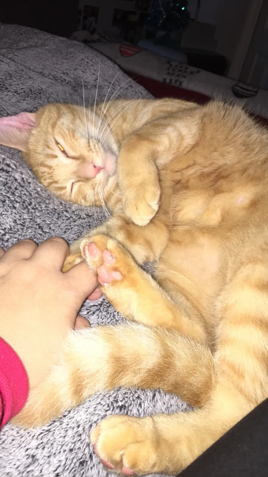 Lost cat in Cape Coral, FL, 33991