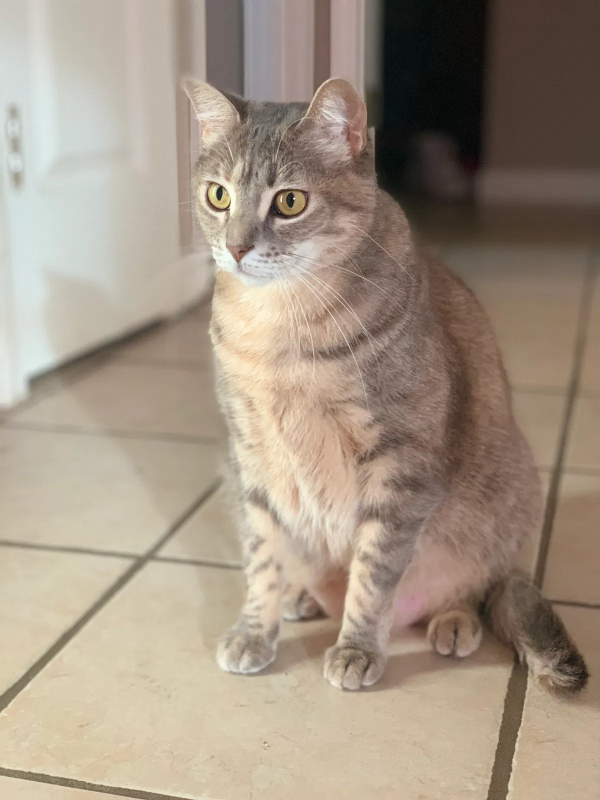 Lost cat in Austin, TX, 78730