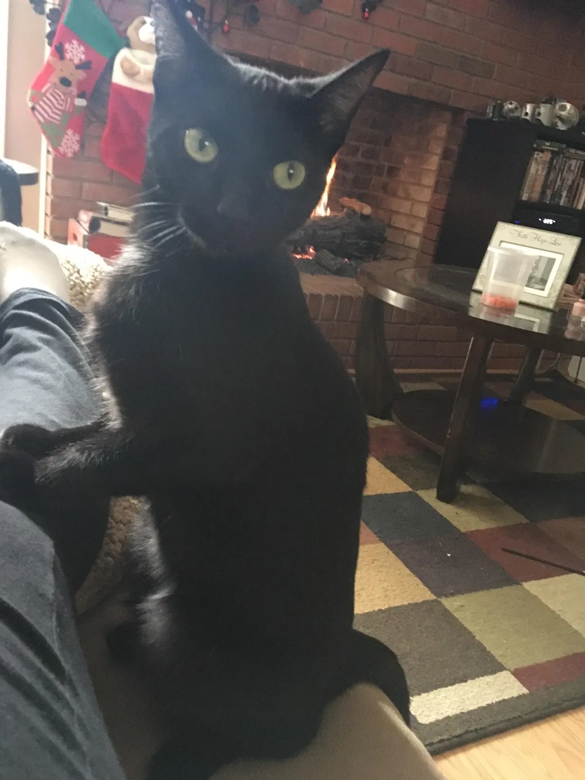Lost cat in Concord, NC, 28027