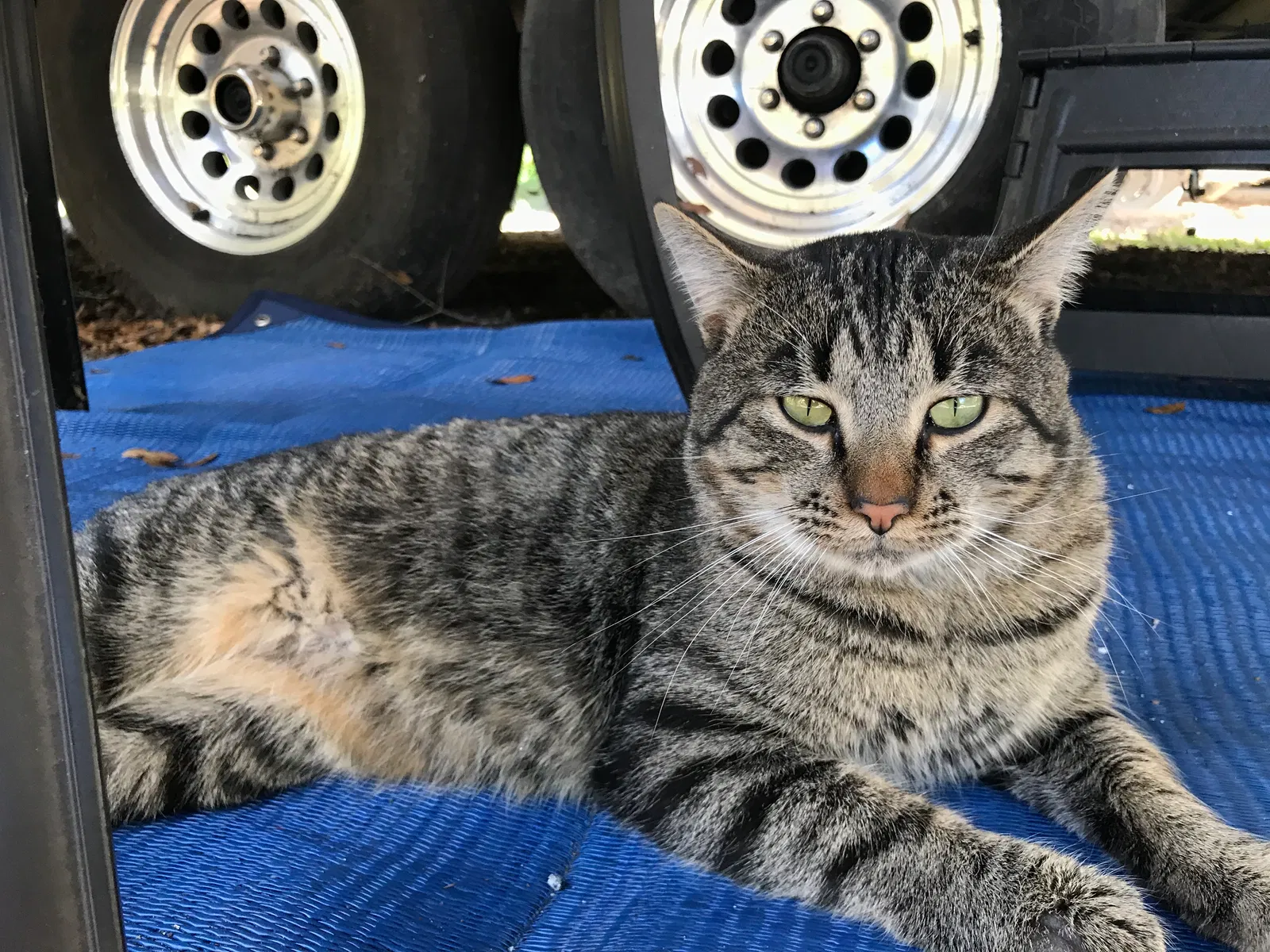 Lost cat in High Springs, FL, 32643