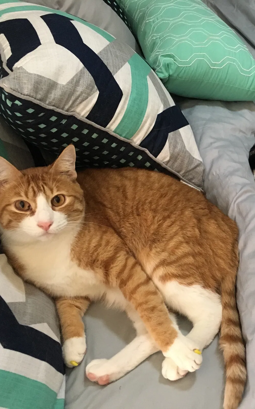 Lost cat in Spring, TX, 77388
