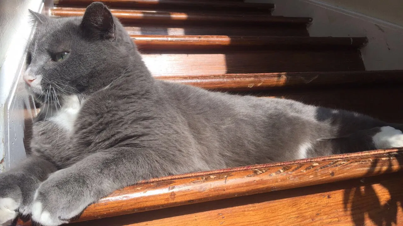 Lost cat in Saint Clair, MI, 48079