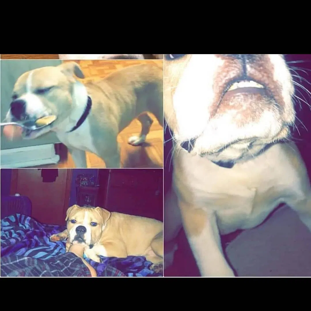 Lost dog in Ooltewah, TN, 37363