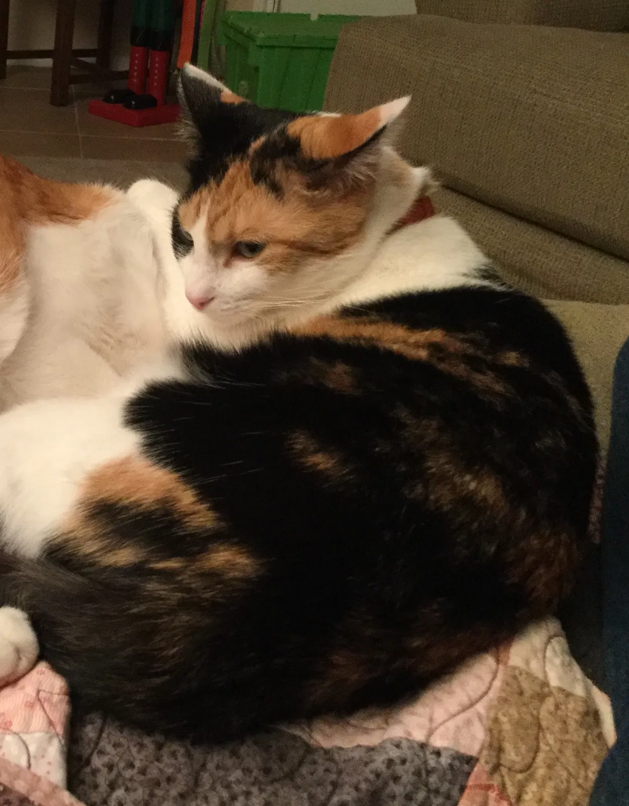 Lost cat in Austin, TX, 78728