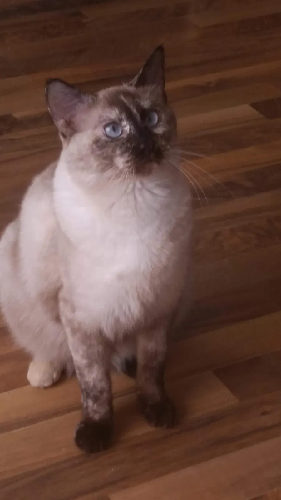 Lost cat in Bismarck, ND, 58501