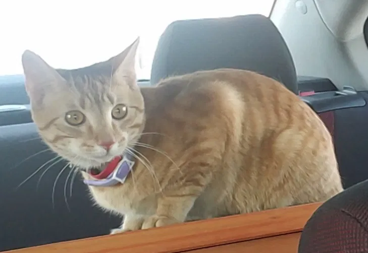 Lost cat in Columbus, OH, 43205