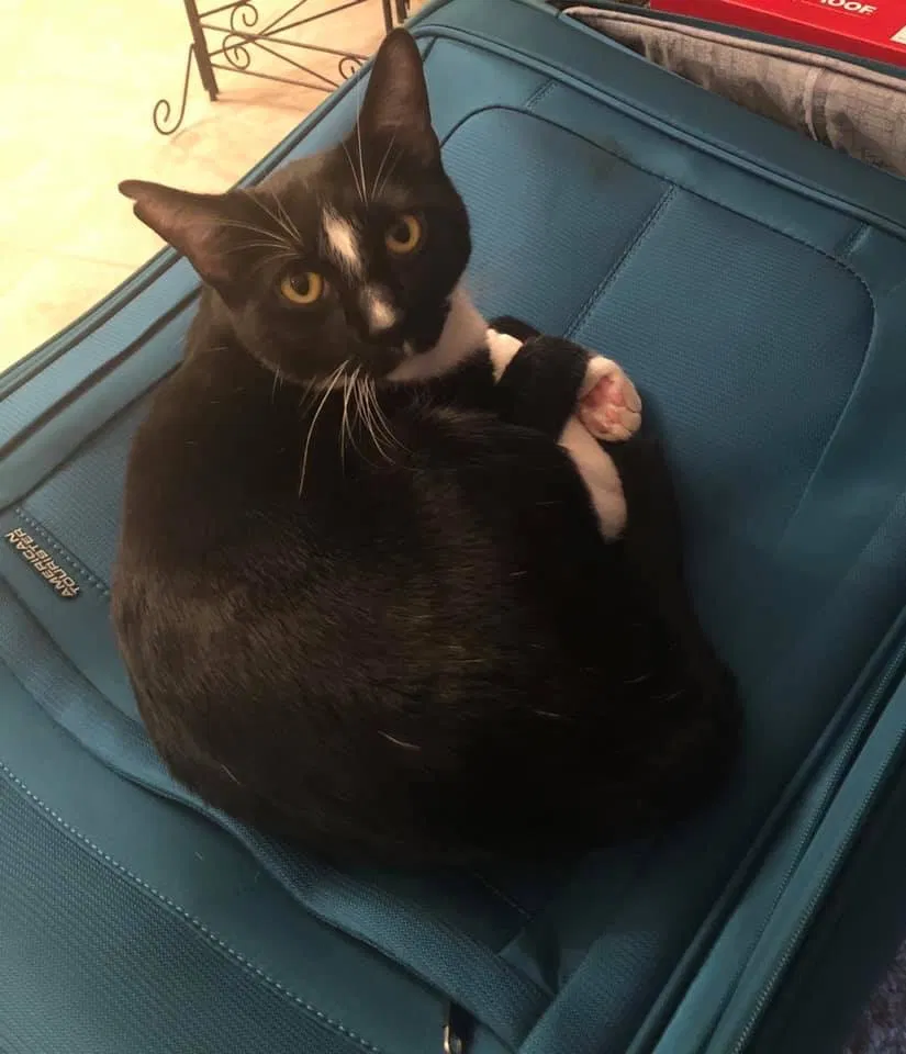 Lost cat in Lenoir City, TN, 37771