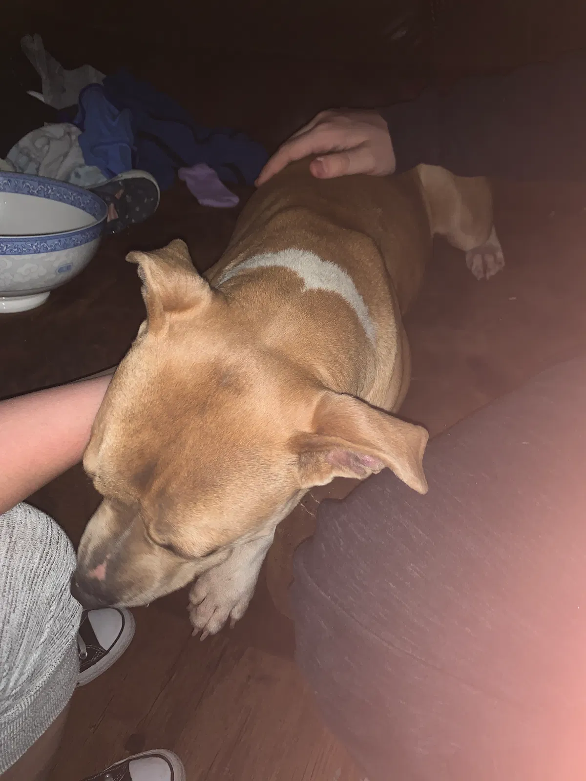 Found dog in Copperas Cove, TX, 76522