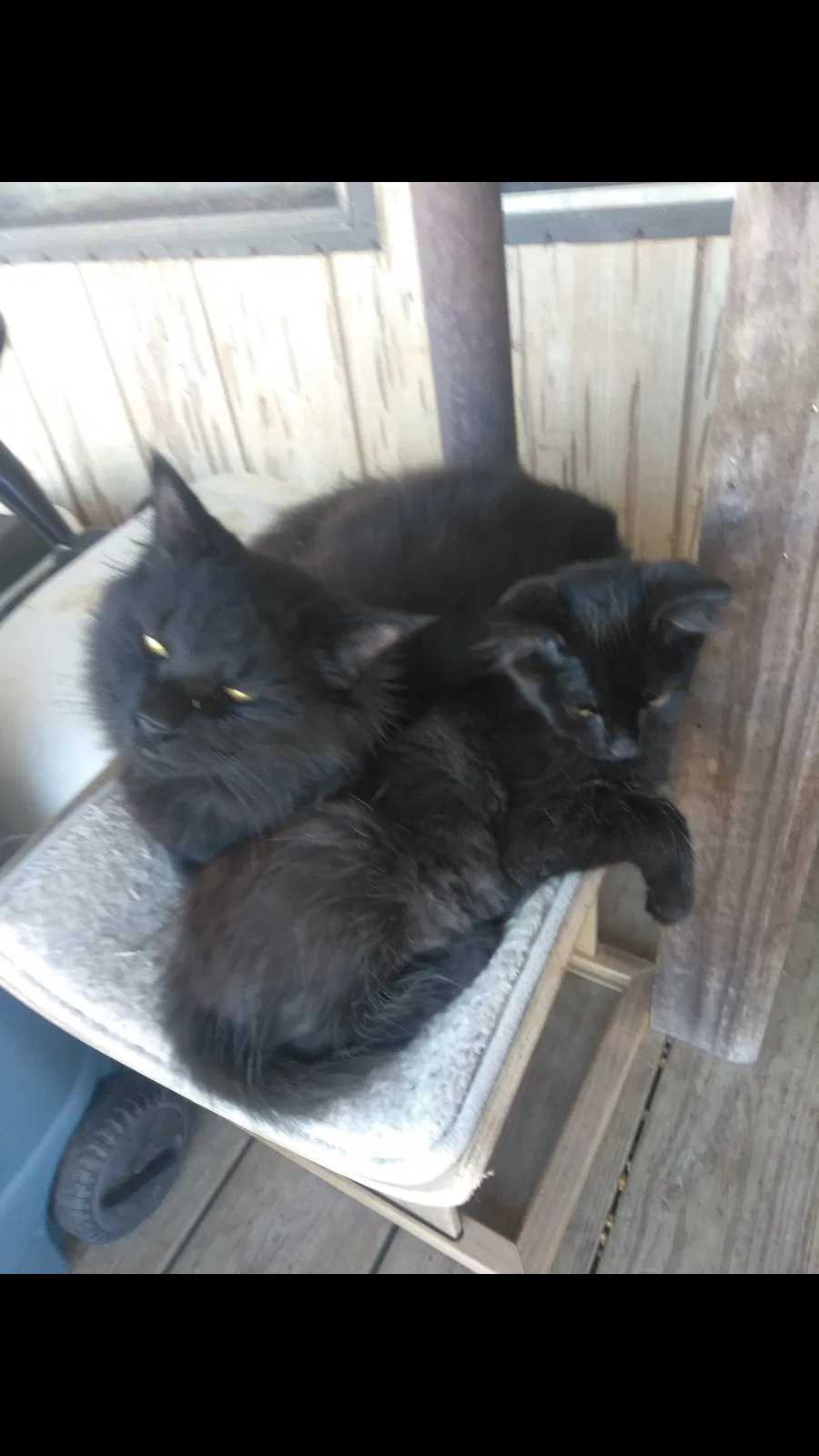 Lost cat in Lubbock, TX, 79423