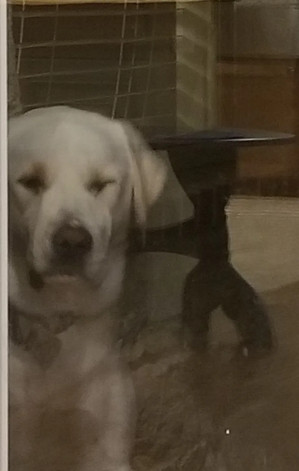 Lost dog in Trenton, TX, 75490