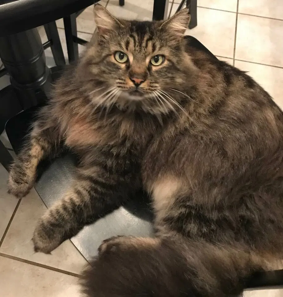 Lost cat in Pensacola, FL, 32507