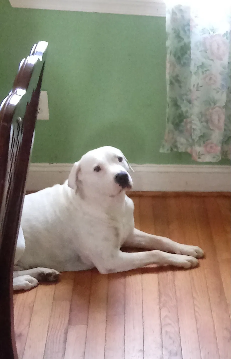 Lost dog in Hyattsville, MD, 20781