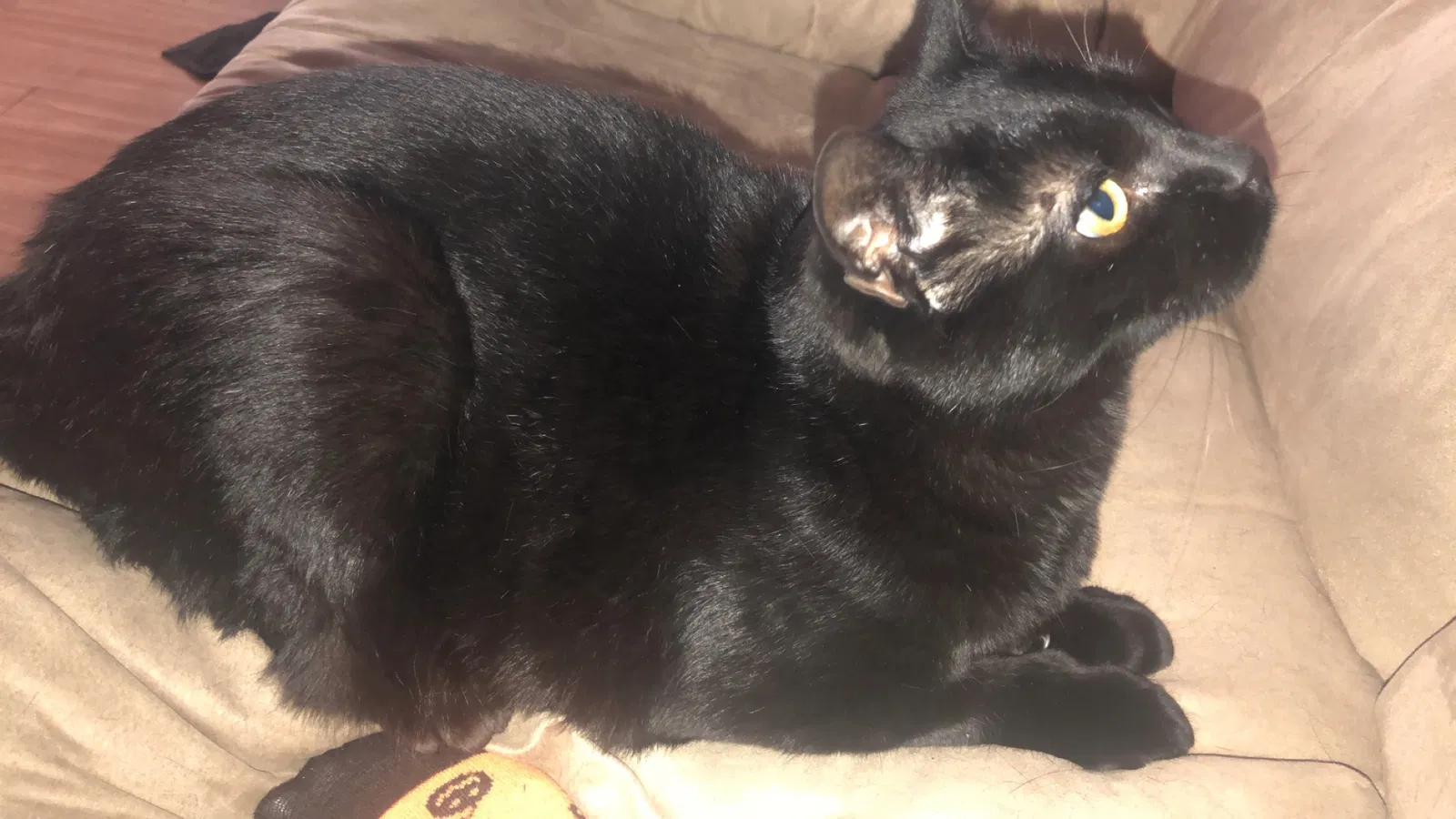 Lost cat in Colville, WA, 99114