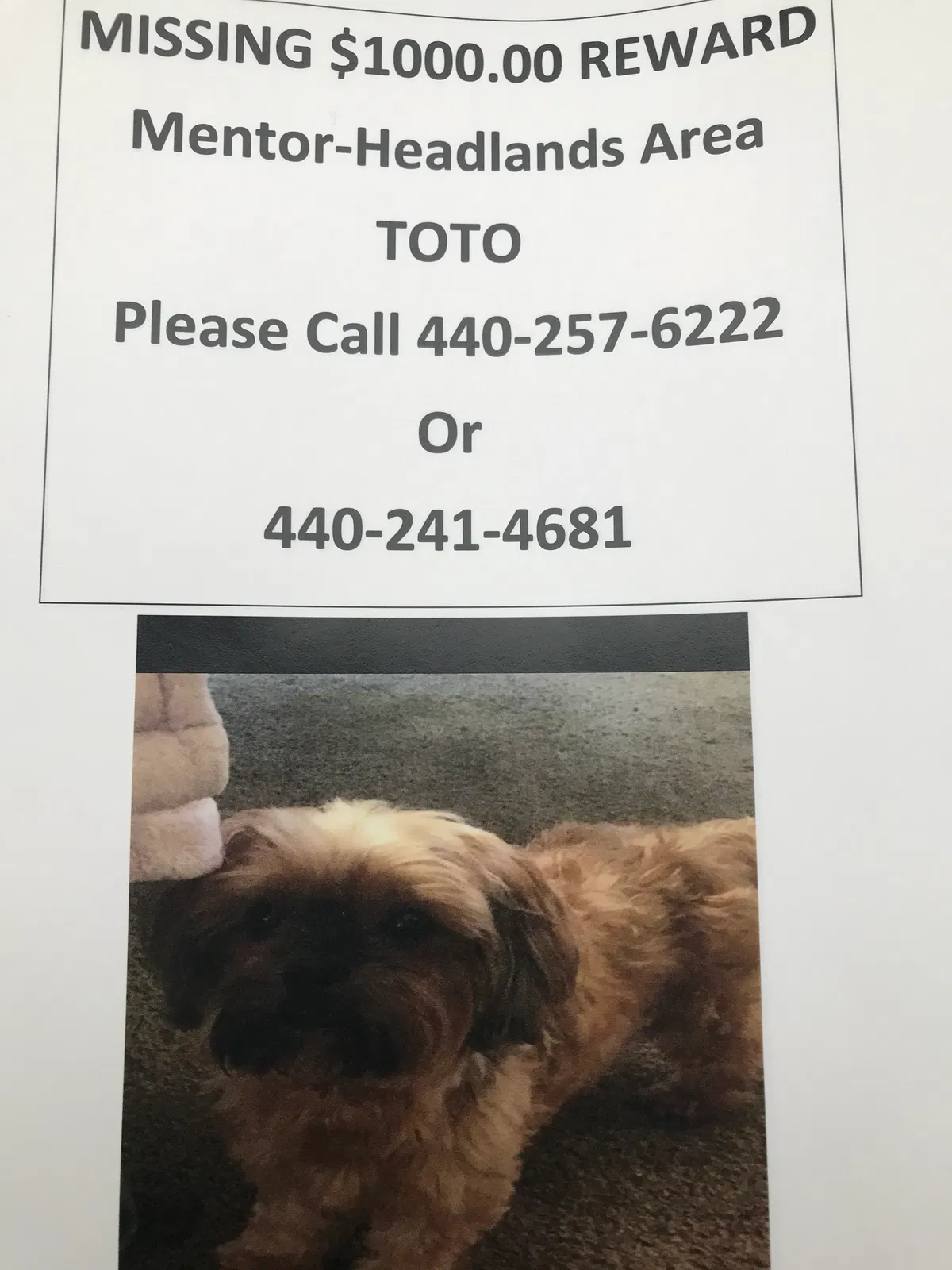 Lost dog in Mentor, OH, 44060