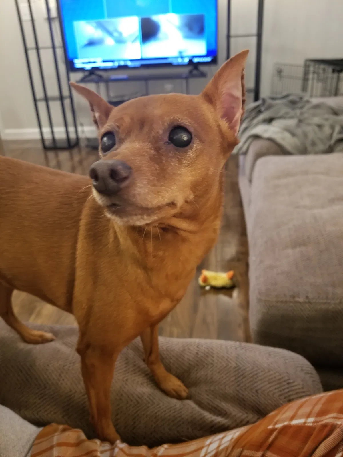 Lost dog in Conroe, TX, 77384