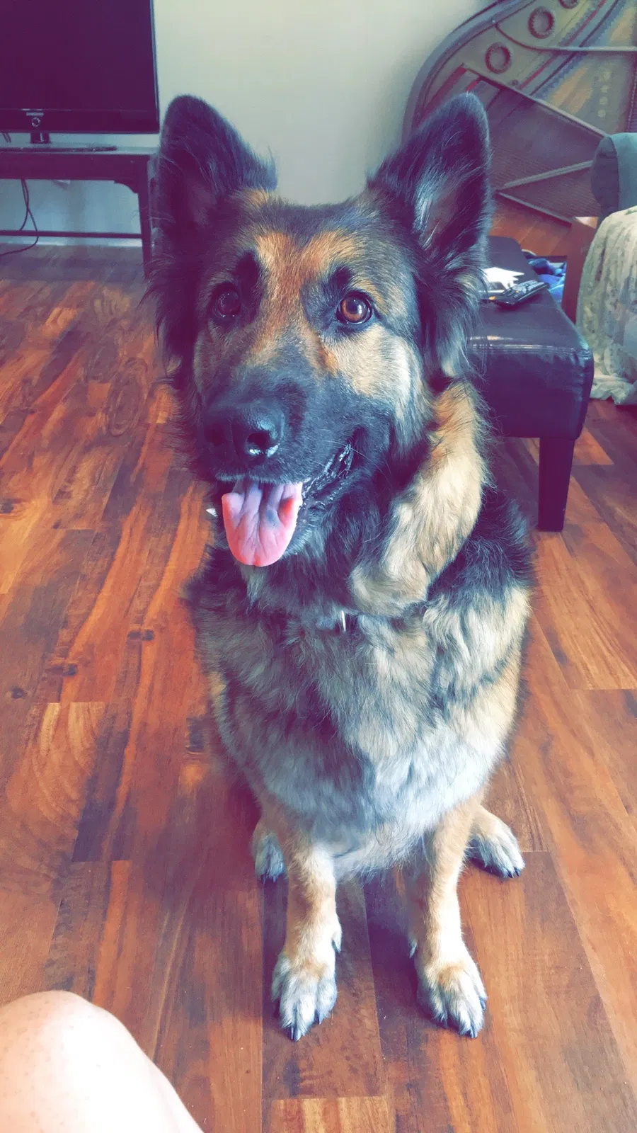 Lost dog in New Bern, NC, 28562