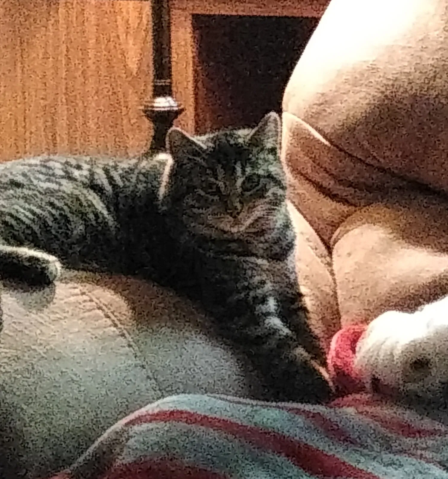 Lost cat in Grove City, OH, 43123