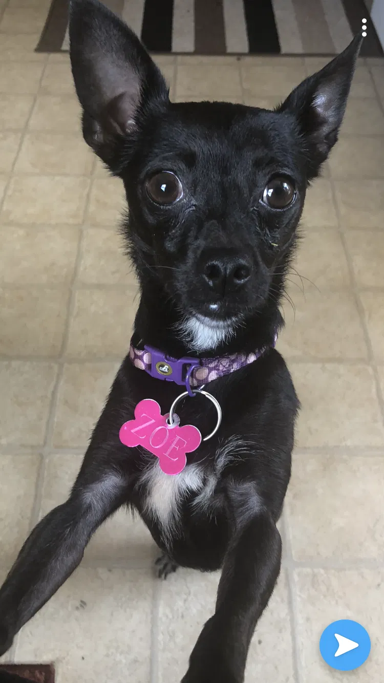 Lost dog in Burlington, NC, 27215