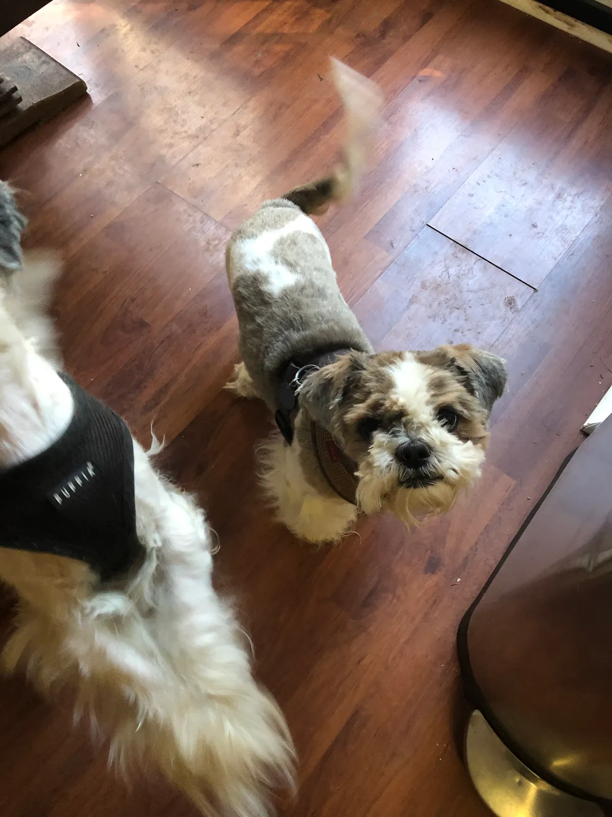 Lost dog in Durham, NC, 27712