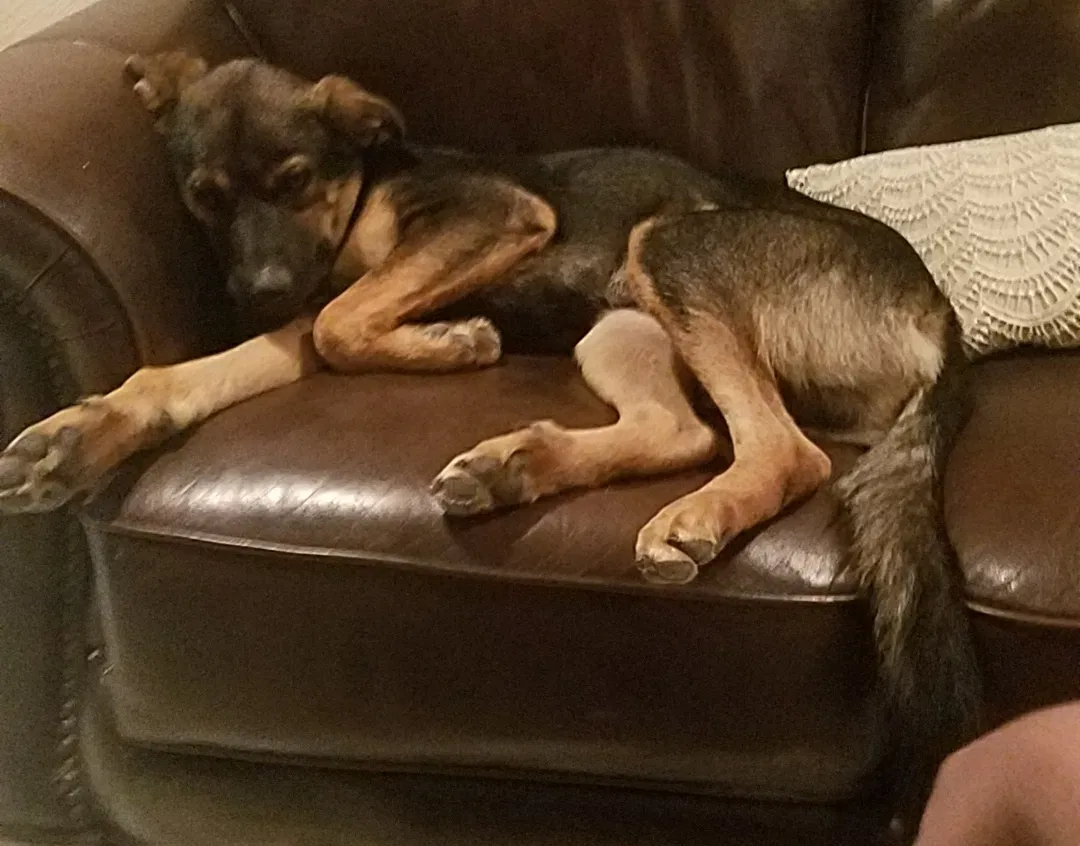 Lost dog in Channelview, TX, 77530