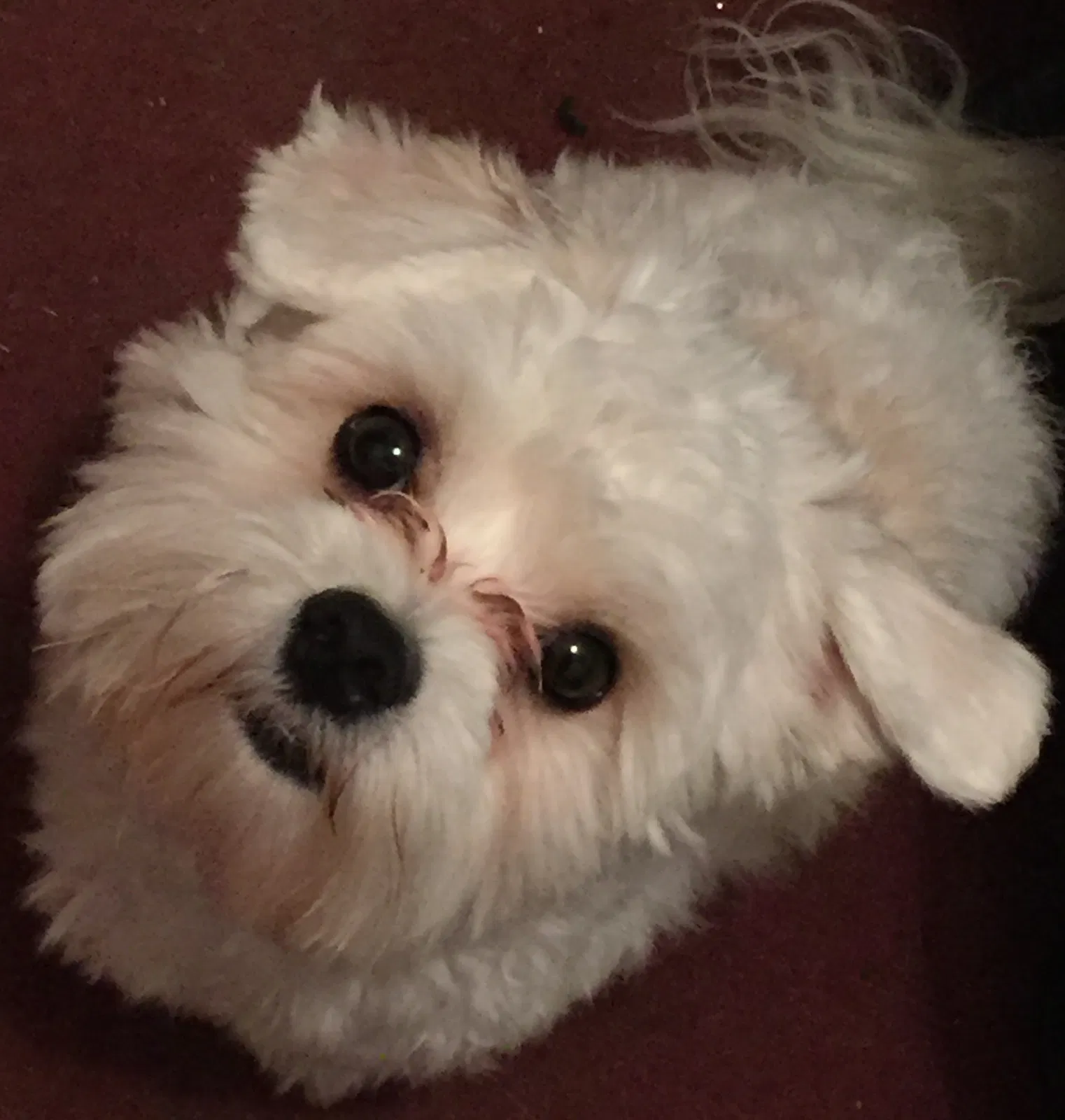 Lost dog in Shreveport, LA, 71109