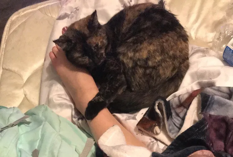 Lost cat in Dayton, OH, 45415