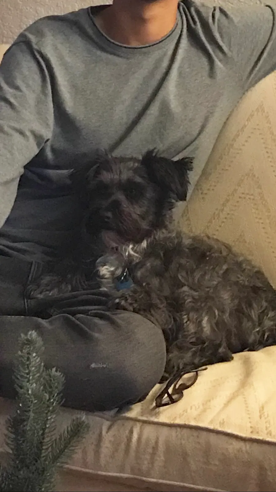 Lost dog in Lake Mary, FL, 32746