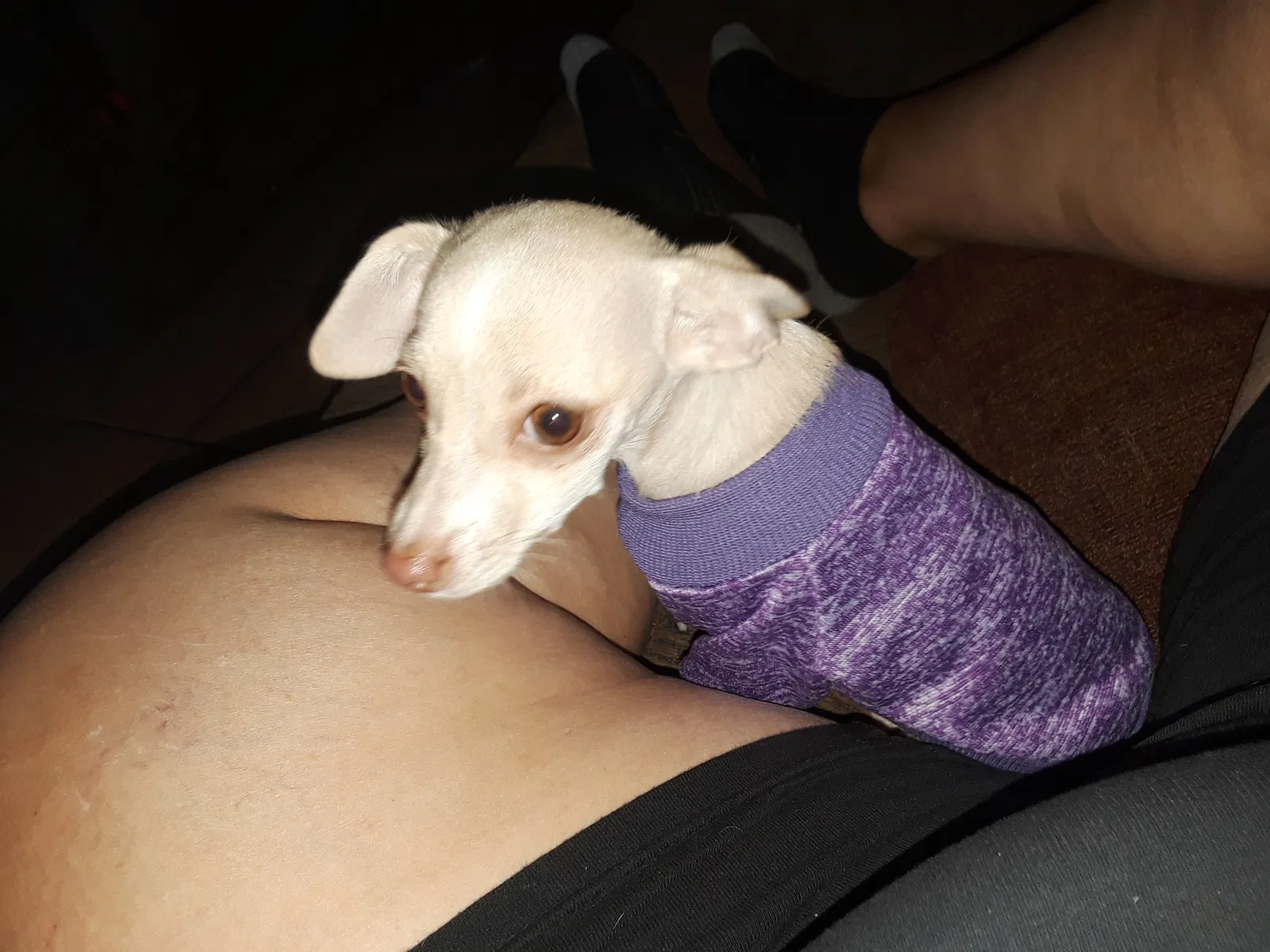 Lost dog in El Paso, TX, 79924