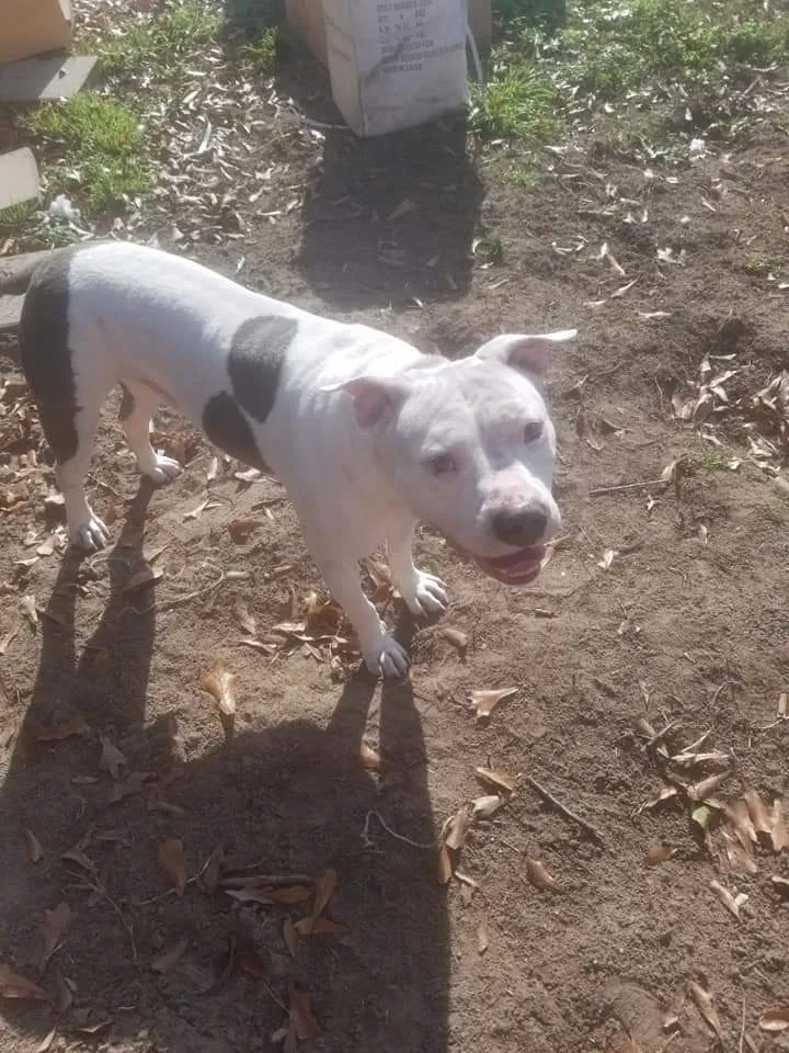 Lost dog in Metairie, LA, 70003
